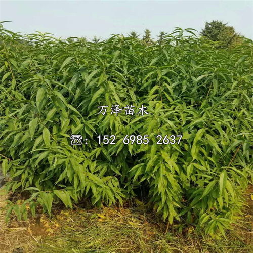 中油21號(hào)油桃樹苗 品種優(yōu)勢(shì)與批發(fā)價(jià)格全解析