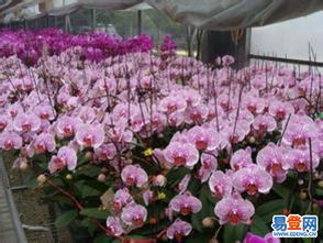 菏澤曹縣230畝優(yōu)質(zhì)肥沃平整土地出租，助力花卉苗木產(chǎn)業(yè)發(fā)展