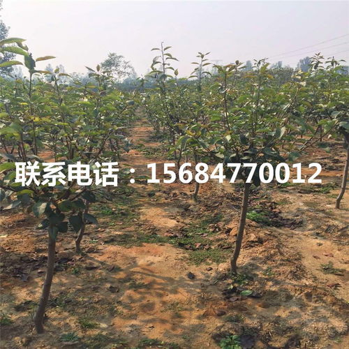愛宕梨樹苗價(jià)格與苗木租賃全攻略
