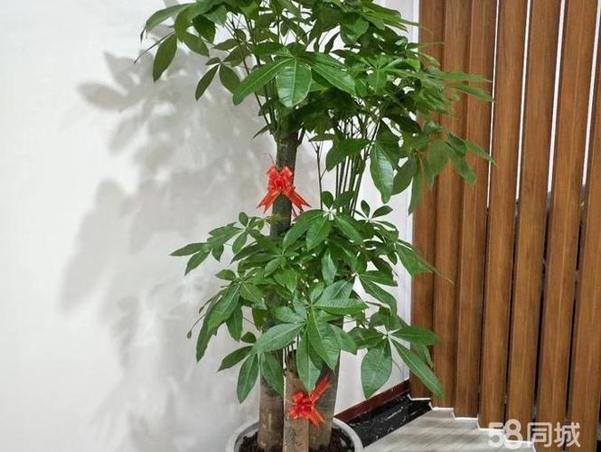 專業(yè)室內(nèi)綠植租賃及辦公室綠化&ndash;盆栽工苗木銷售&ndash;園林綠化